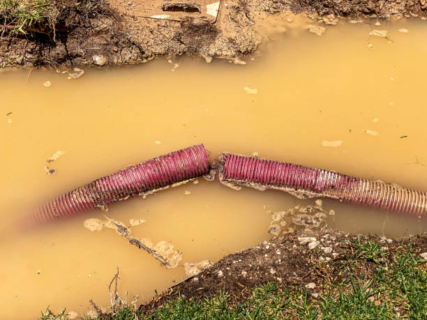 Best Water damage cleanup near me  in Picayune, MS